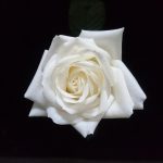 images518.jpg